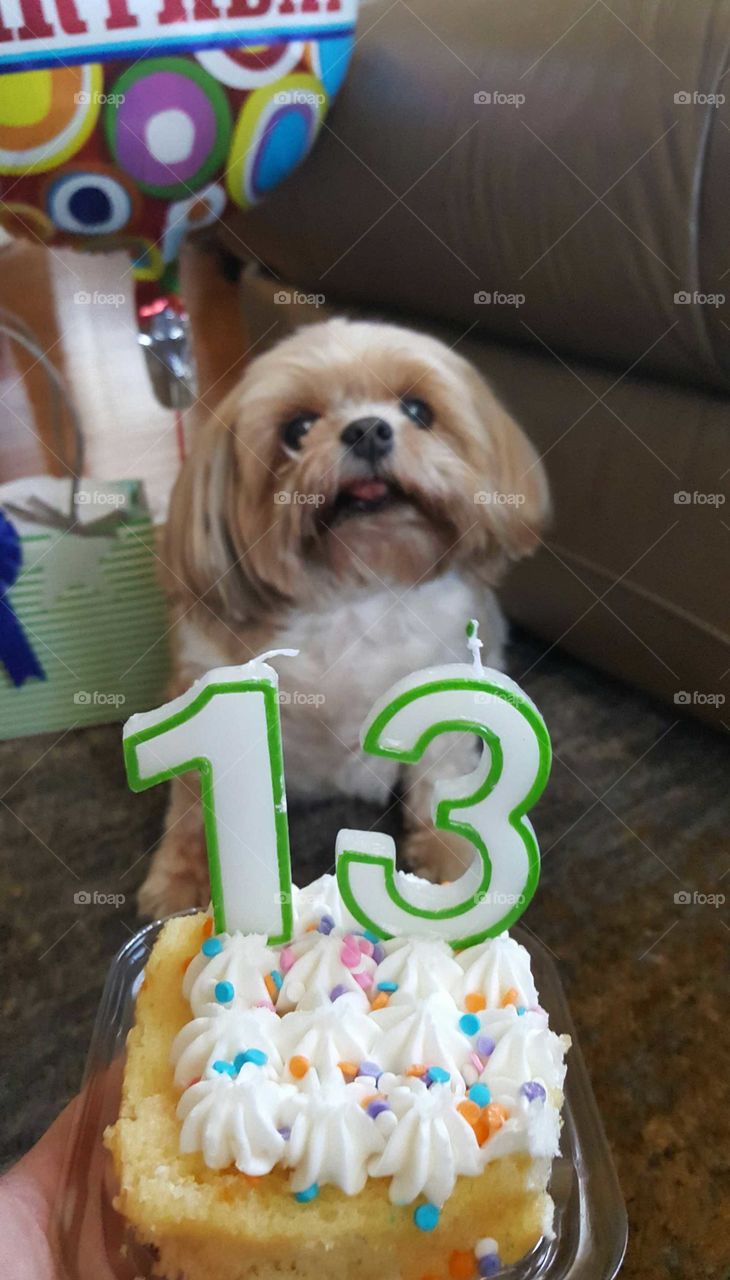 Dog 13th Birthday Party
