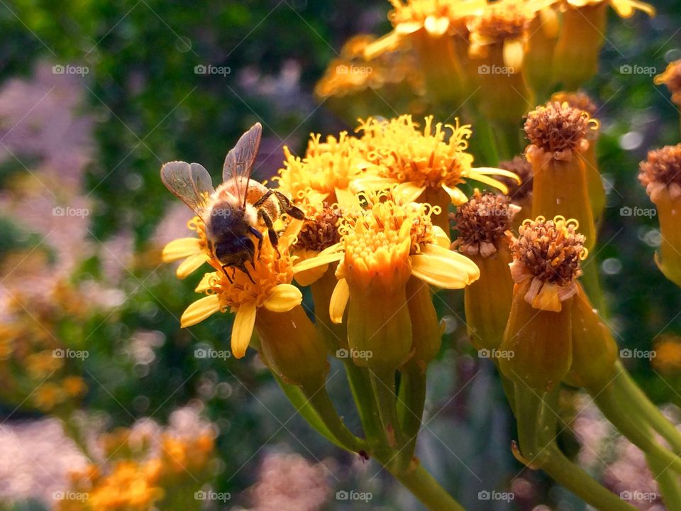 Bee on yellow flowers