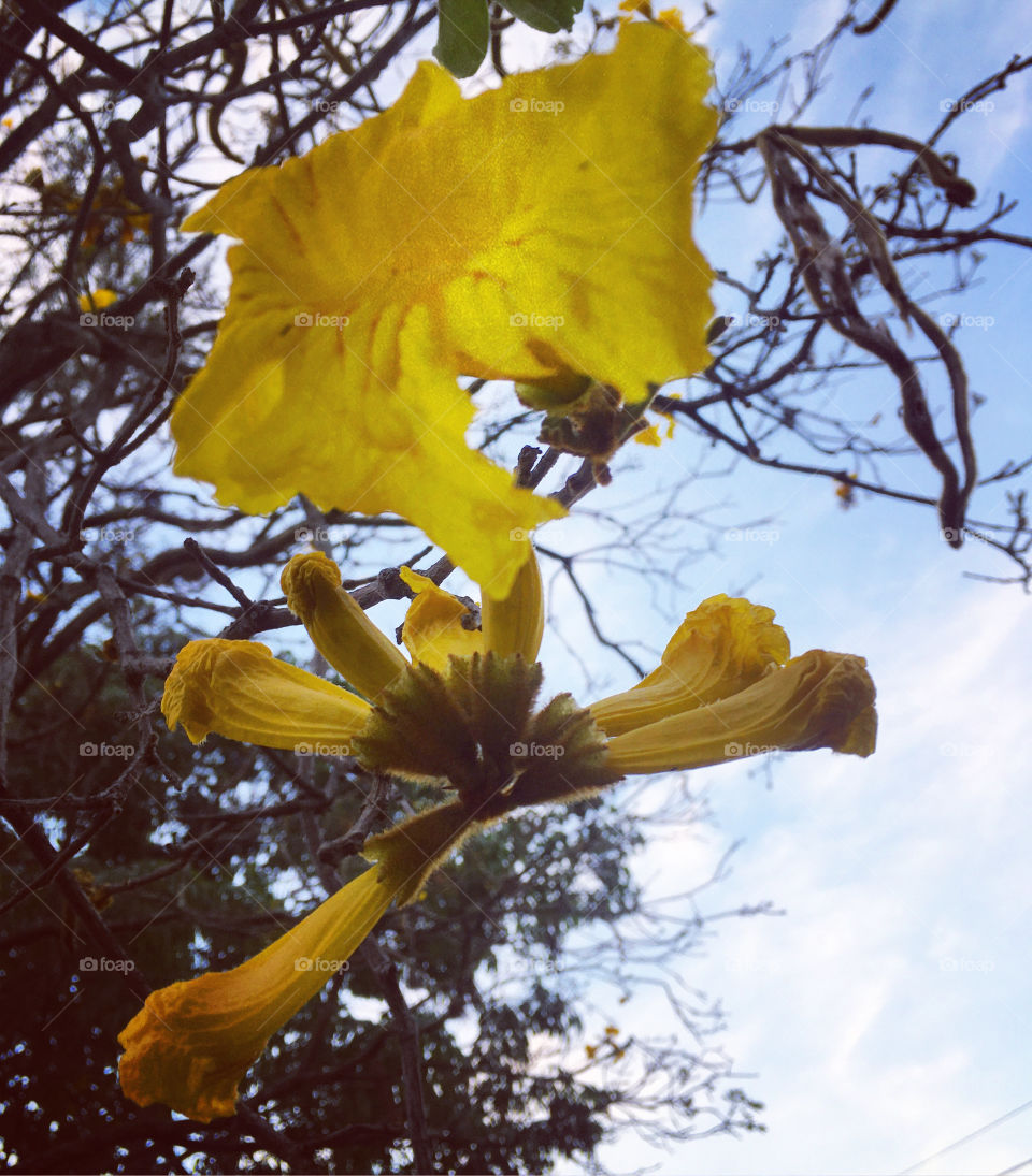 Fim de treino, alongando no jardim, junto às flores do ipê amarelo!
🙆‍♂️
#natureza #flores #flowers #inspiração #ipê #céu #esporte #health #vida #horizonte #fotografia