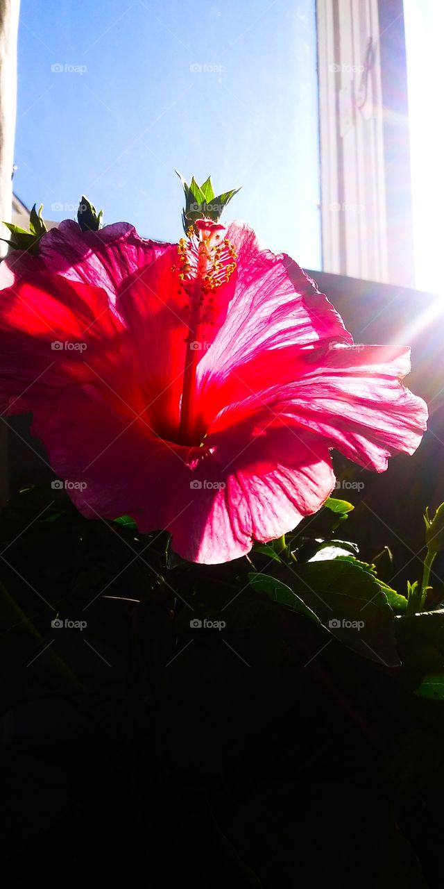 blooming hibiscus