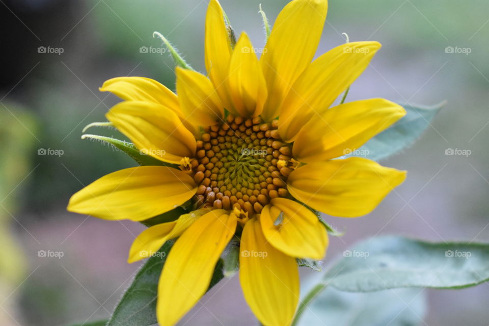 sunflower