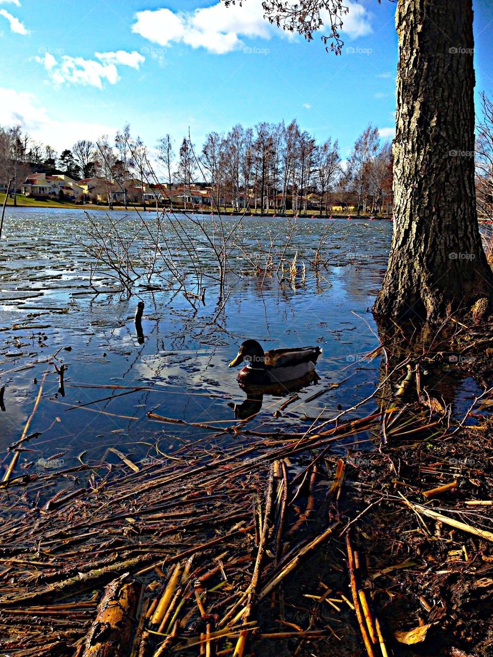 Lovely duck in water!