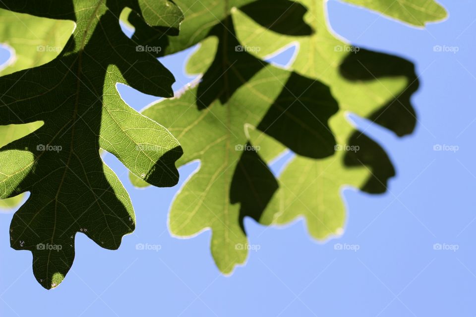 Summer Oak Leaves and Shadows
