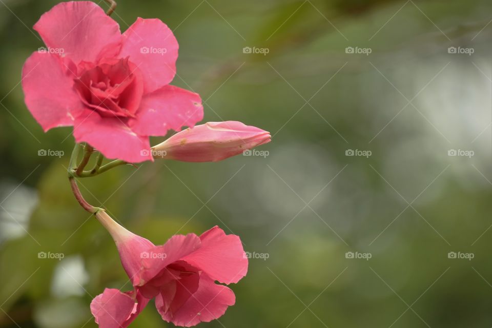 Three roses / Três rosas