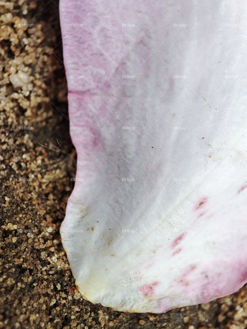 Rose petal on sand