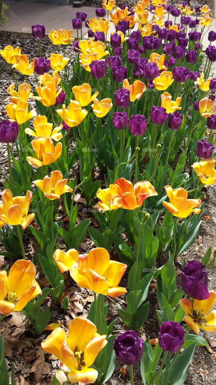 Garden, Flower, Tulip, Nature, Flora