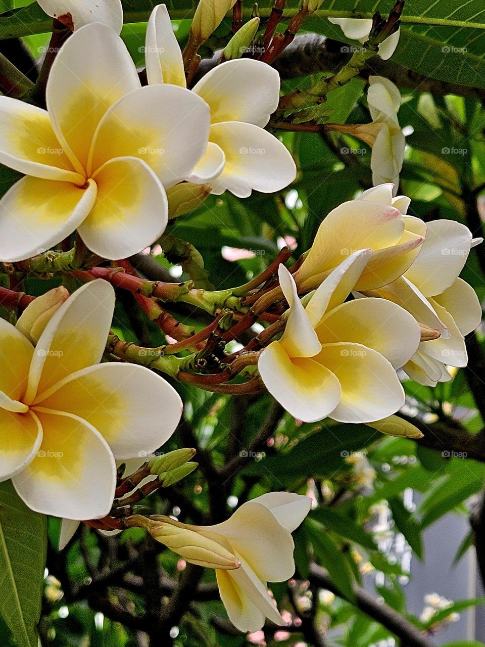 Plumeria blossoms in summer style