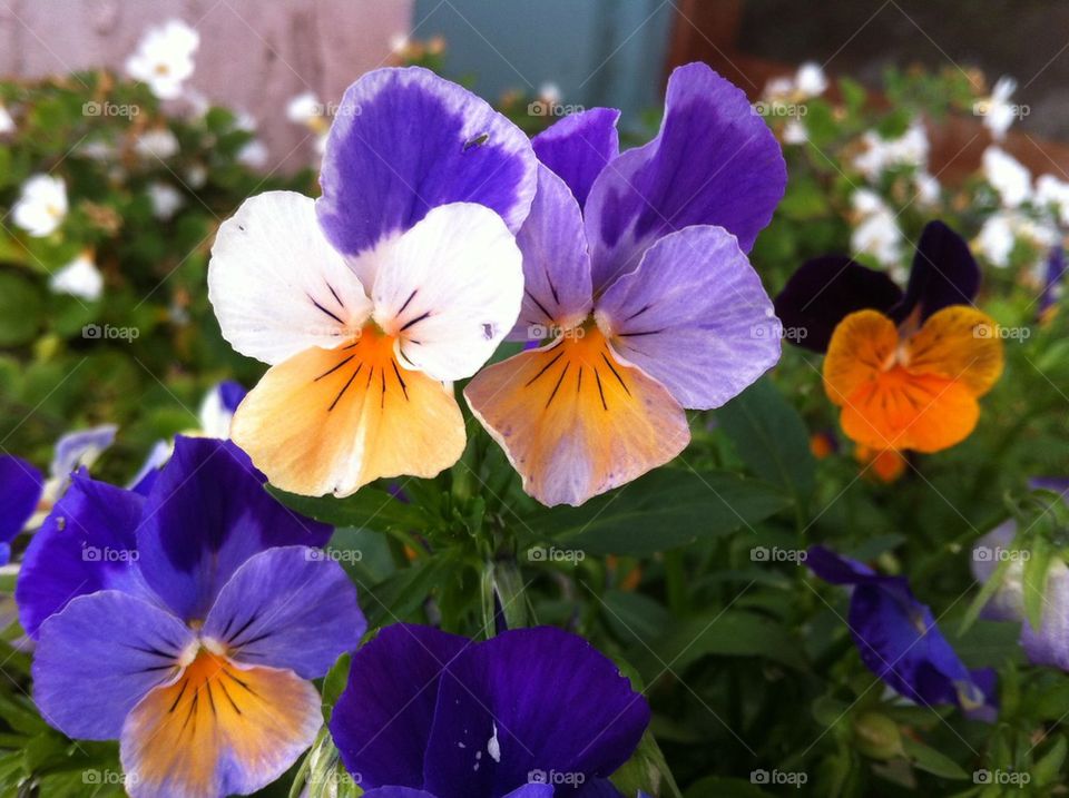 Pansy