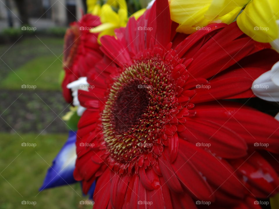 big red flower