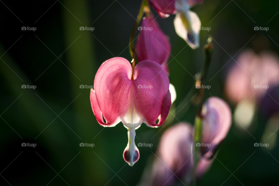 Bleeding heart blossoms