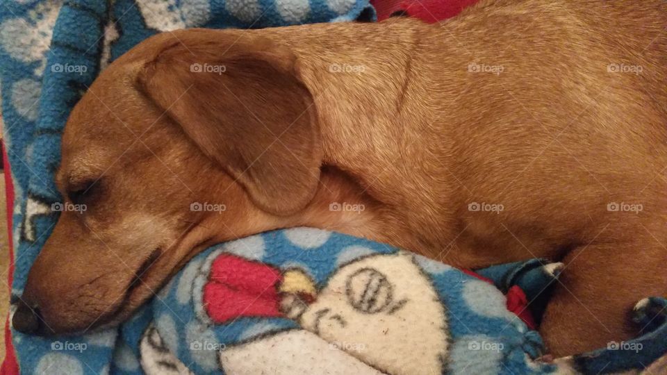 Elliott taking advantage of lazy days.