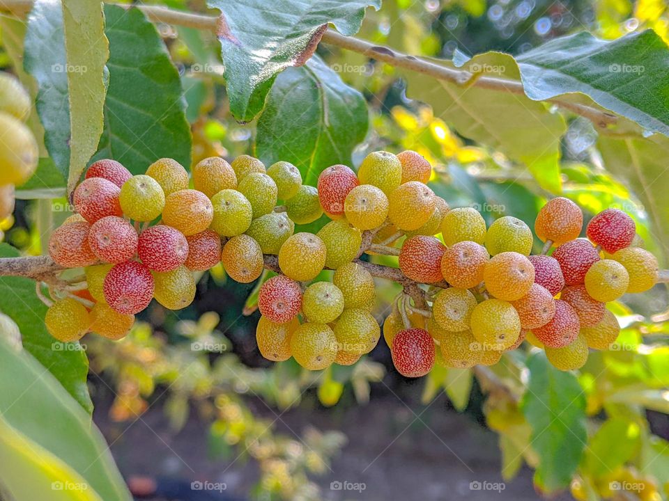 barberry fruits