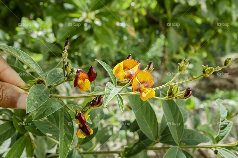 Gungu Peas And Blossom