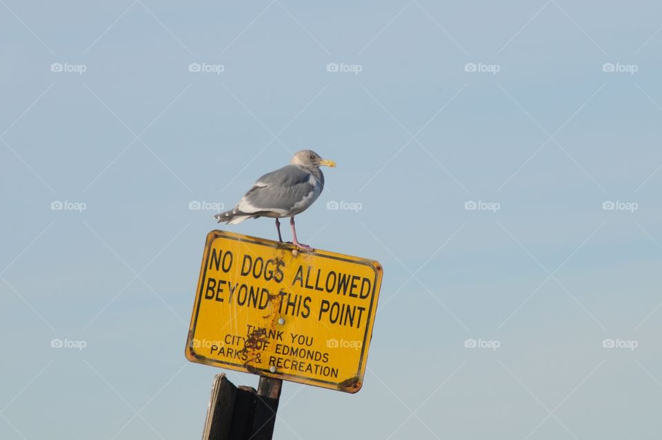 Informative Sign. No dogs but Seagulls ok. 