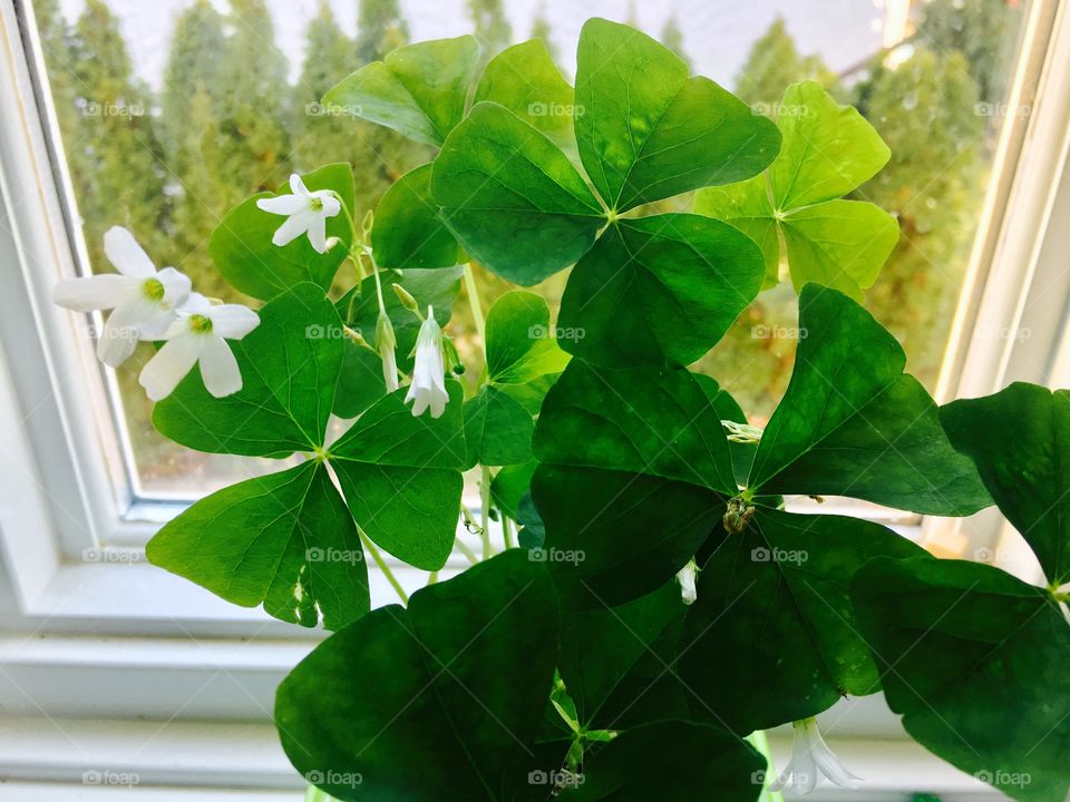 Shamrock plant on the window ledge