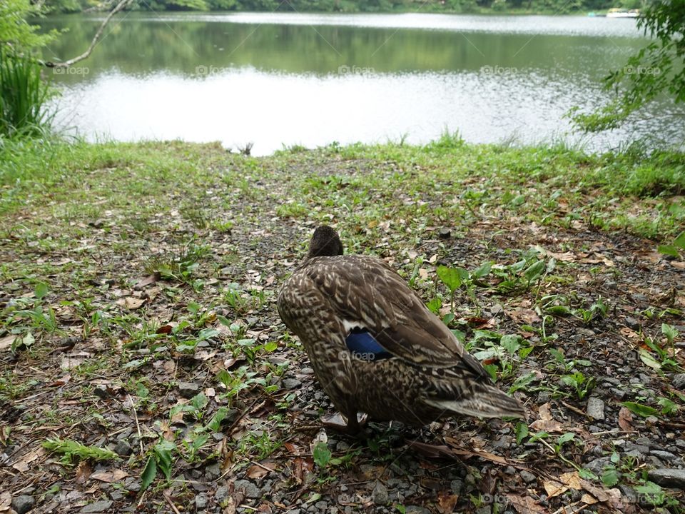 Duck? Spot-billed Duck?2