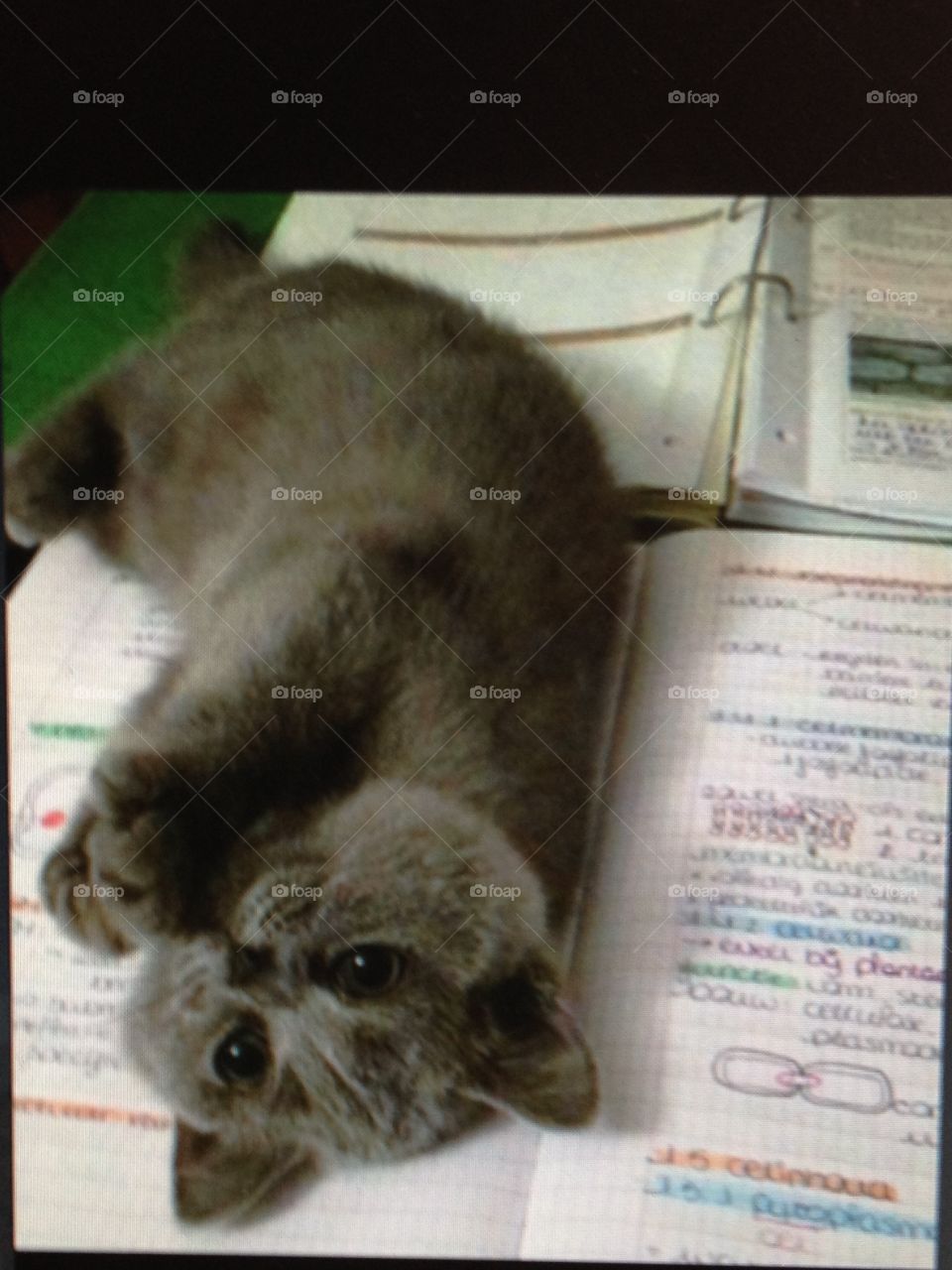 Desk from above. Cat is playing on  my desk and she does not allow me to study