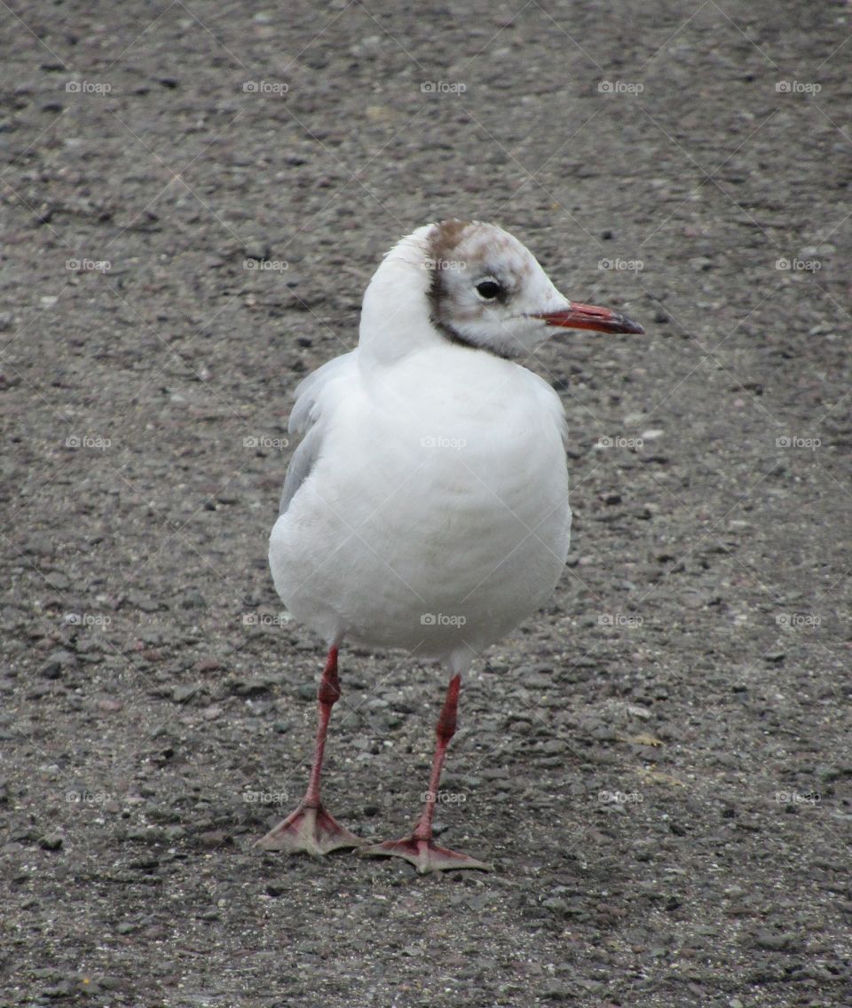 Gull on grey pavement