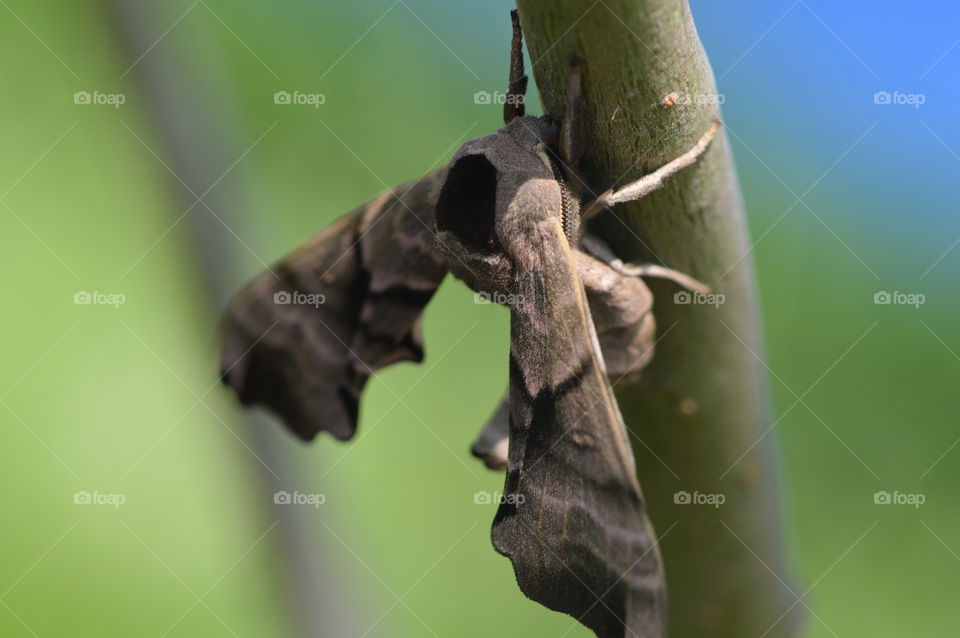 Moth on a Branch