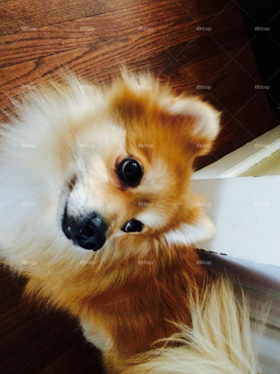 Chopper. My dog, chopper