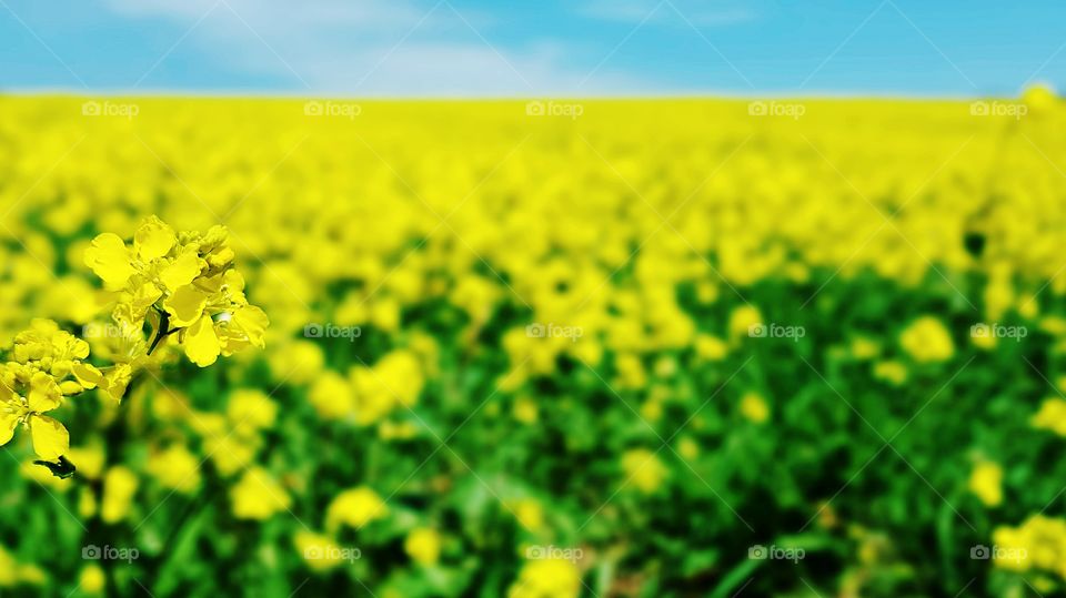Rapeseed Field