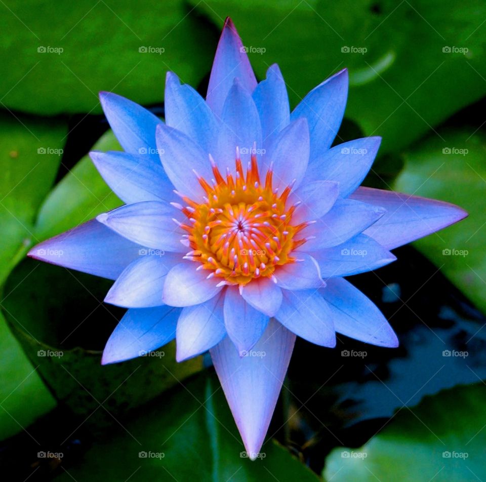 Water Lily. Water lily in Bora Bora