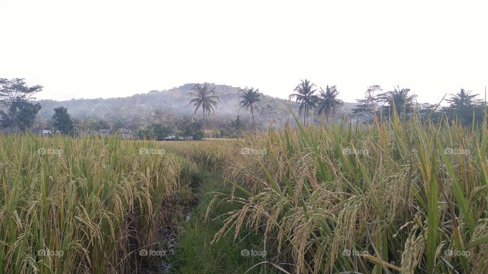 Beautiful view in the afternoon in the rice fields