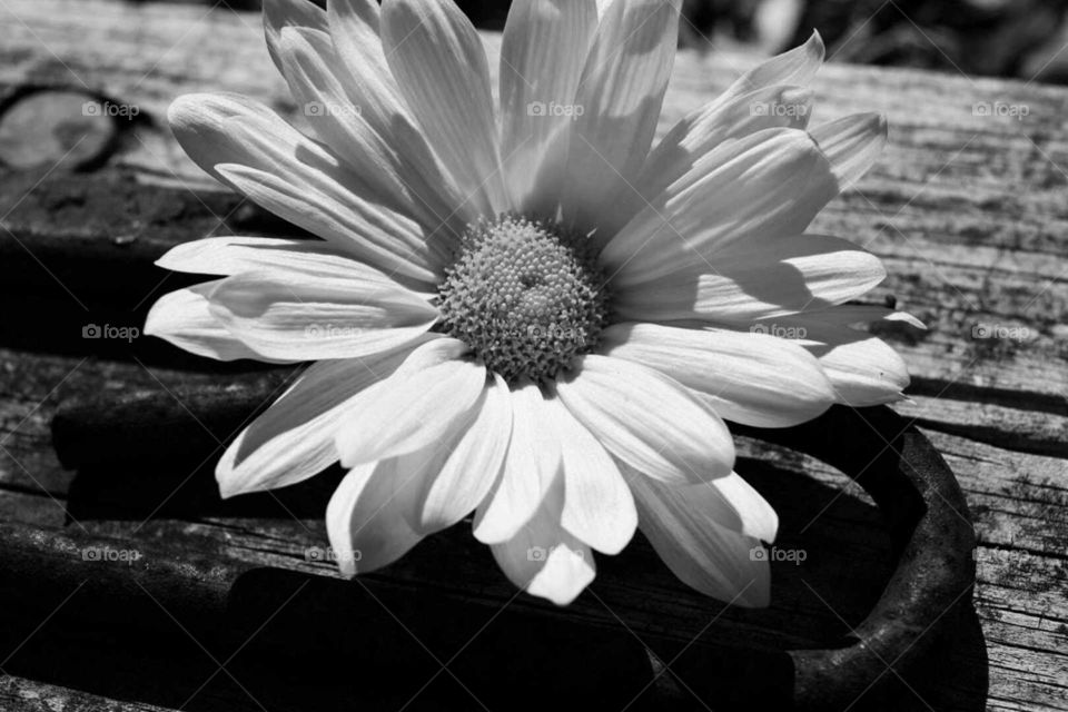 Daisy in Monochrome