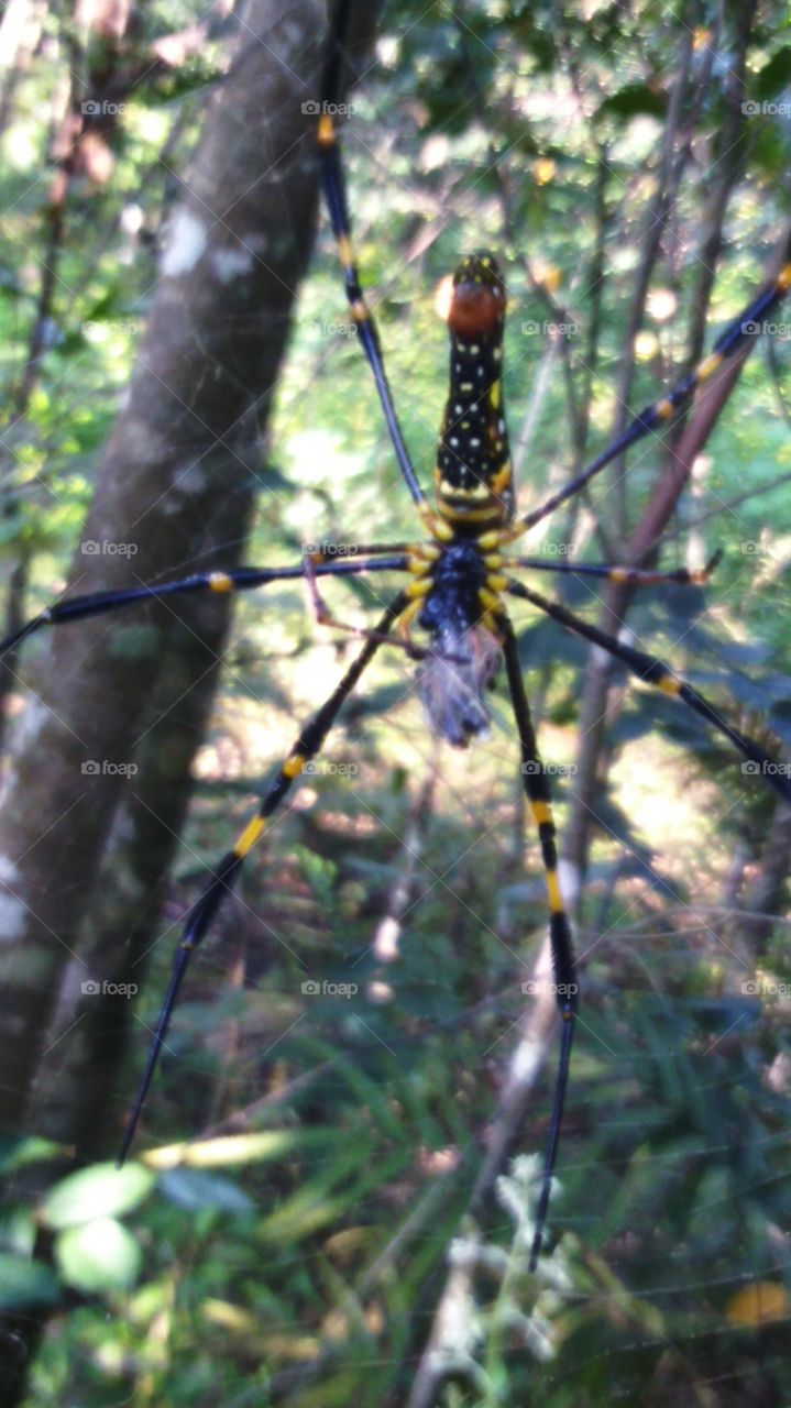 The golden ball weaver's spider