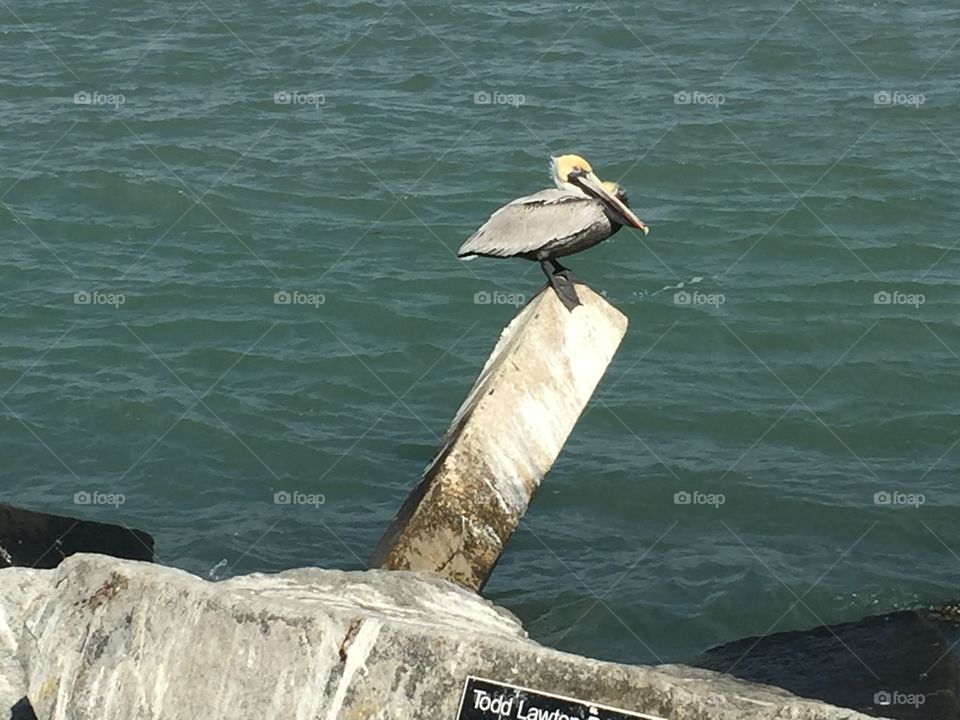 Pelican Perch