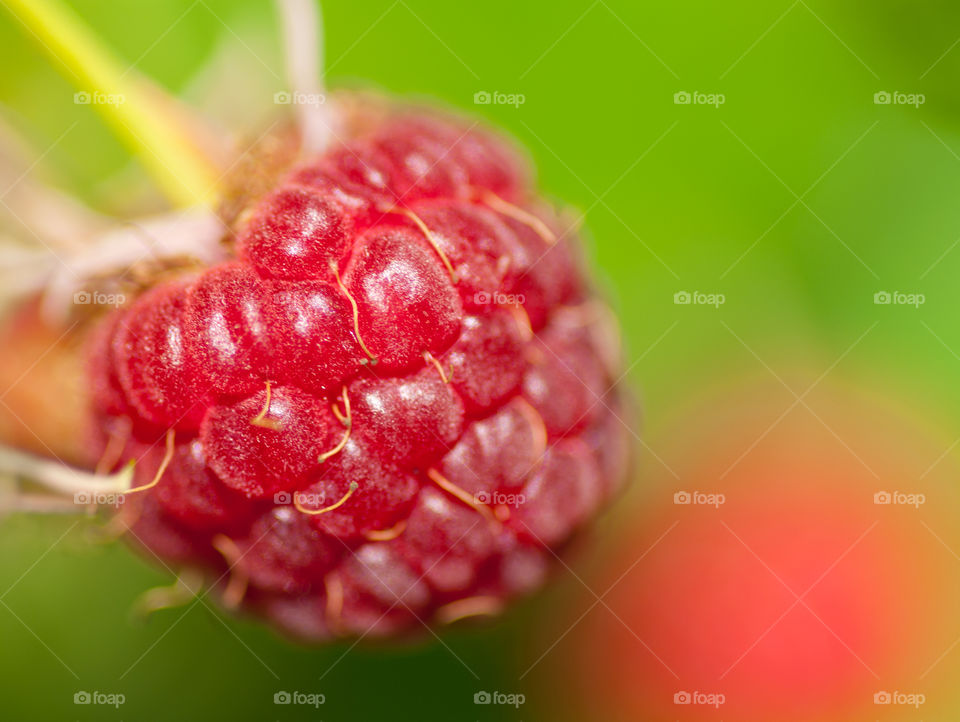Organic Raspberry. Organic ripe raspberry close up