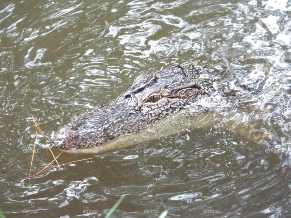 Alligator, Crocodile, Water, Reptile, Wildlife