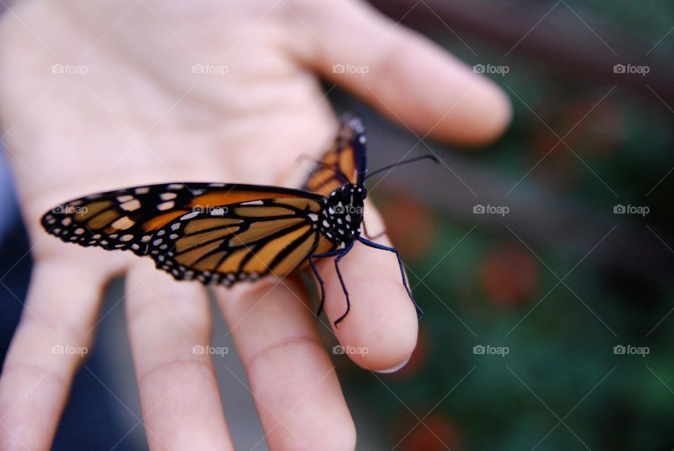 Orange Monarch butterfly or Danaus plexippus resting on human hands 