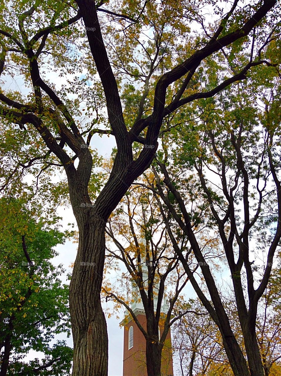 Harvard yard 