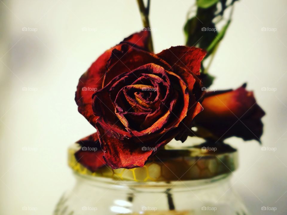 This is the rose my love brought me on our first week together, while I was sick. I kept and its perfection even after so much time amazed me in this boring evening. Its red awakened my soul. For a brief moment love softened my engineering studies. 