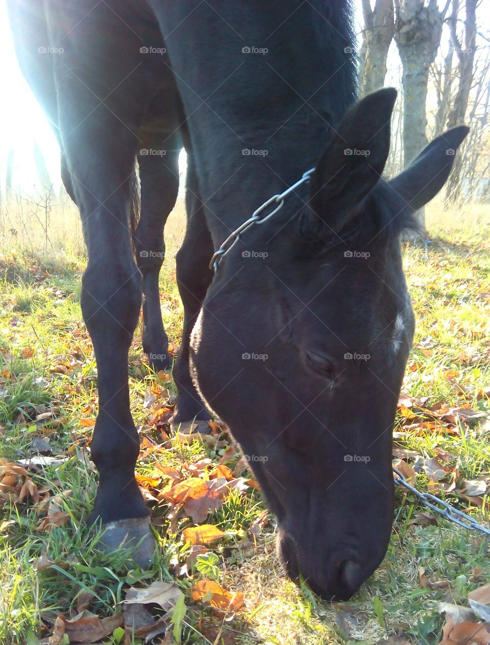 Cavalry, Mammal, Grass, Nature, No Person