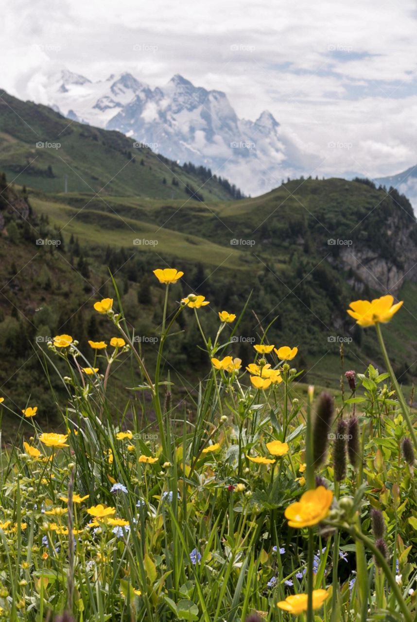 yellow flowers in the mountains