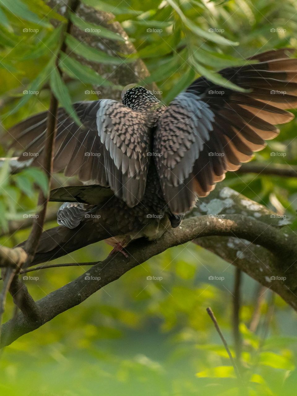 A beautiful pair of spotted dove