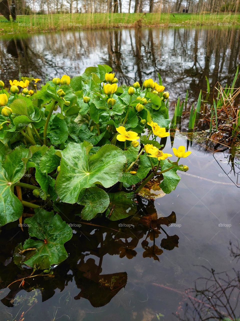 water flower