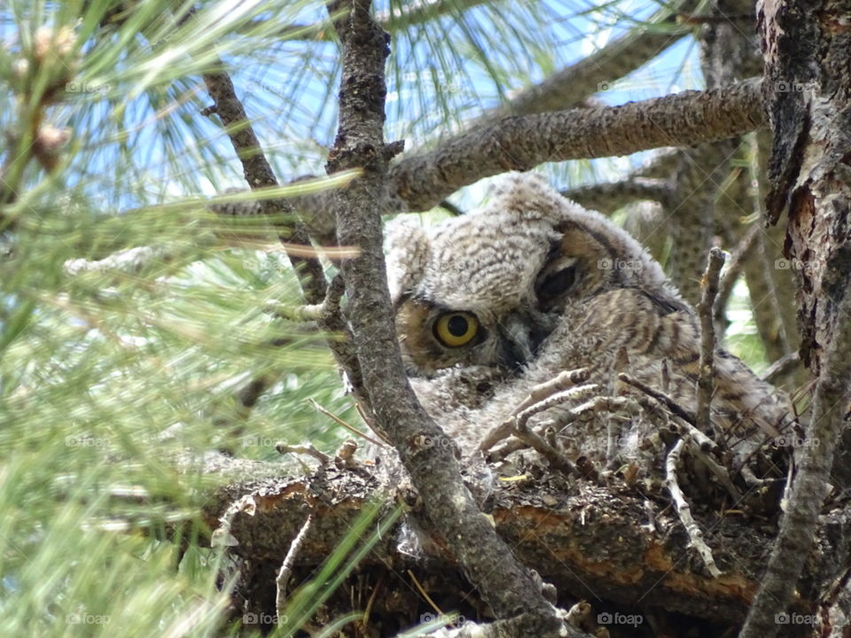Winking  Owl. spotted a momma owl watching over her 2 babies in a pine tree. 