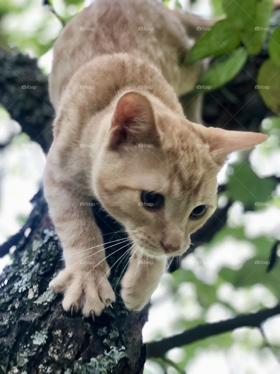 Ginger cat climbing tree for the first time