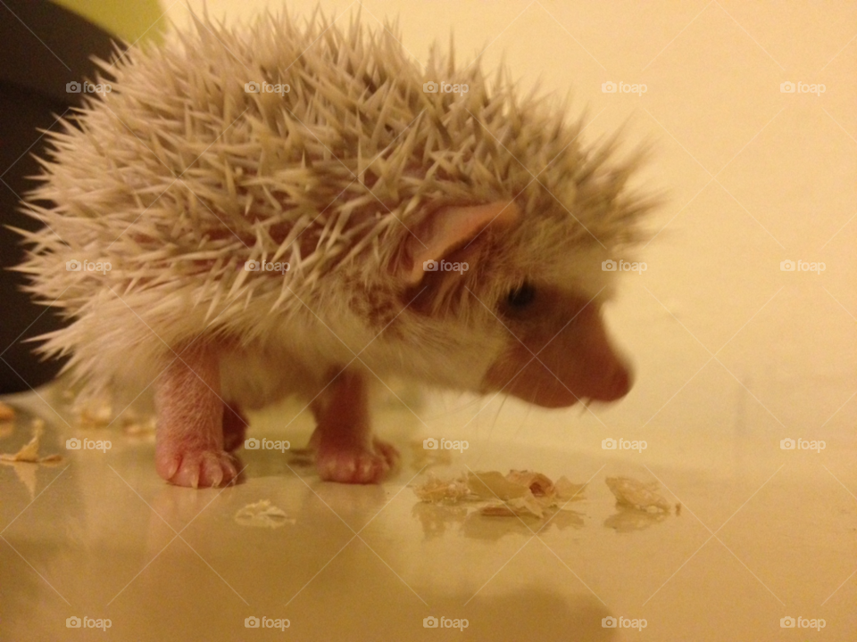 cute pet nice hedgehog by Don_Prassos