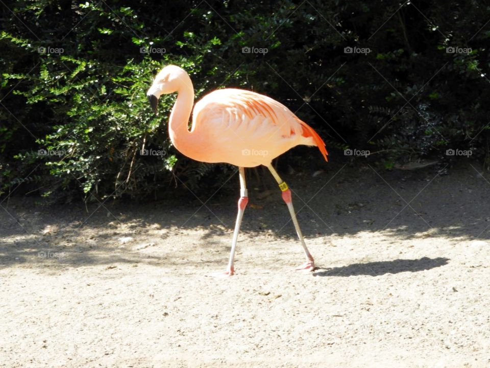 flamingo standing