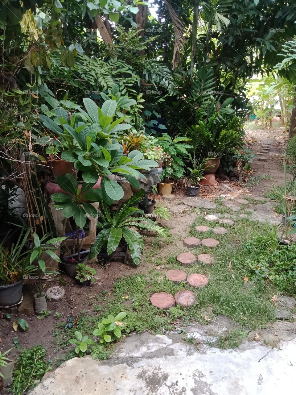 way through green tunnel
