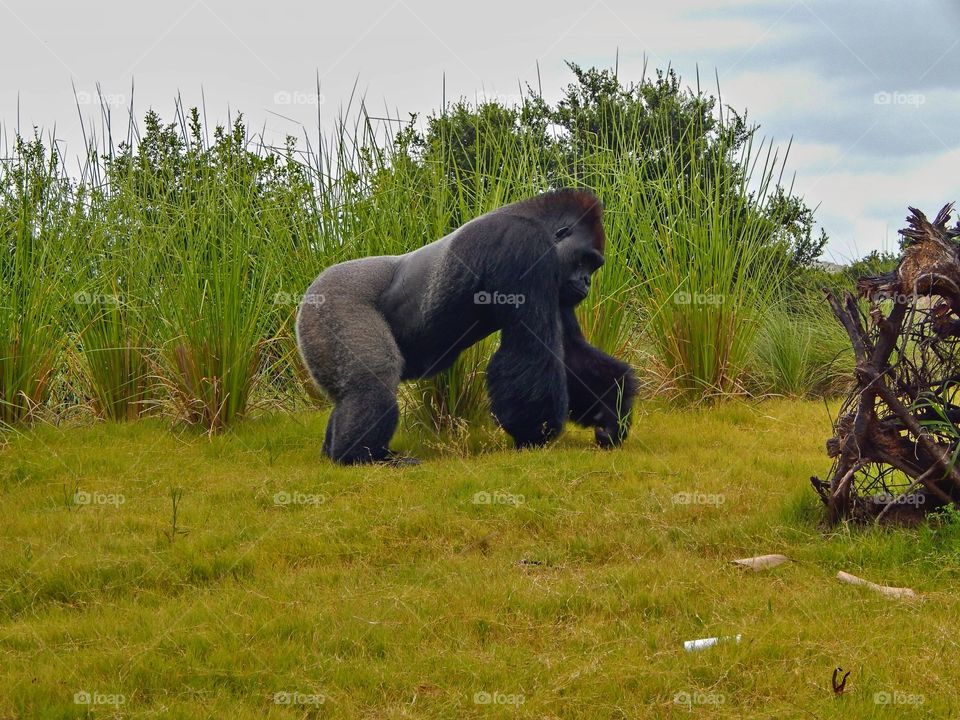 Chaka at The Houston Zoo. The new Gorilla Exhibit at The Houston Zoo is home to 7 endangered gorillas. 