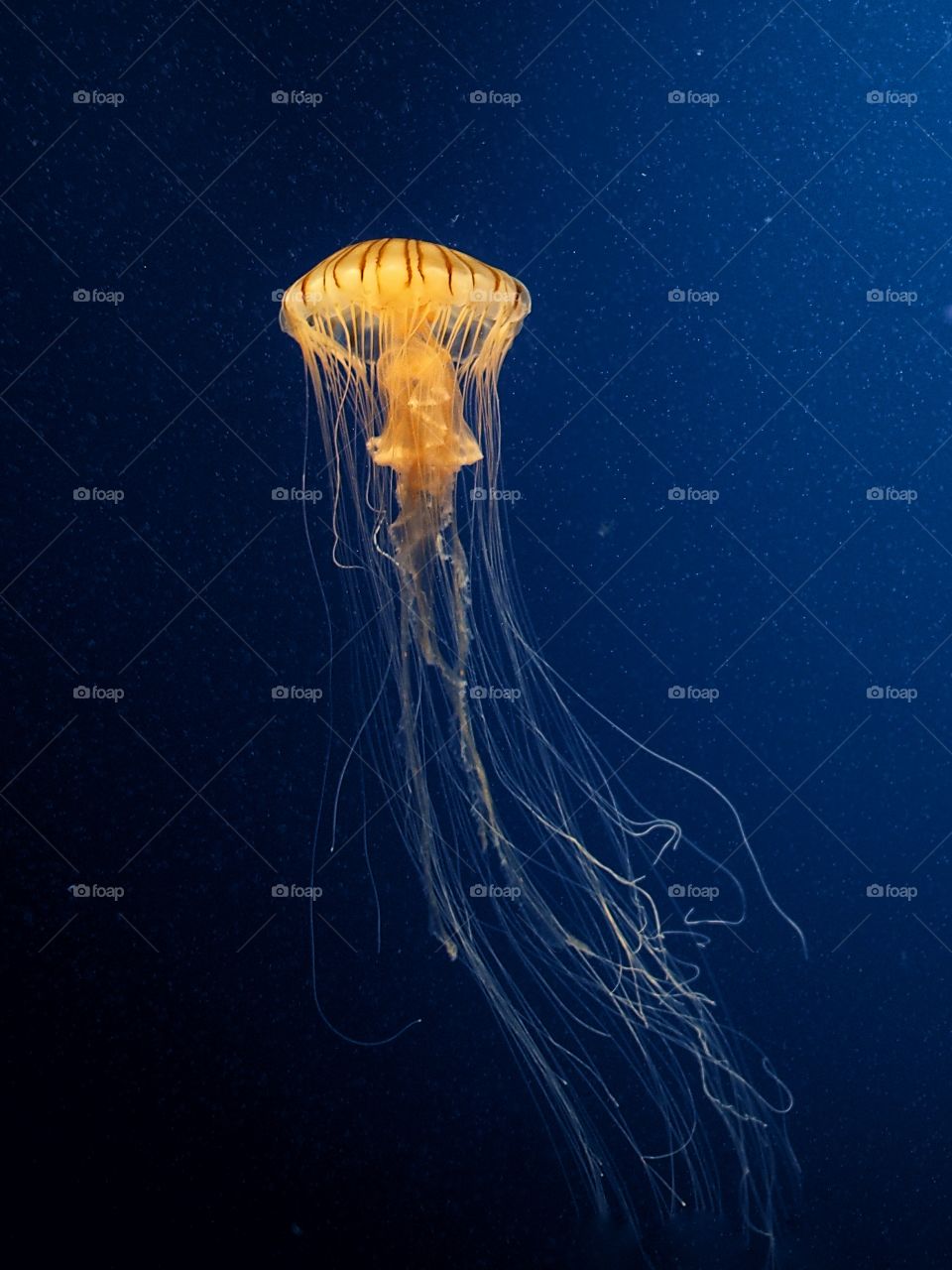 Jellyfishes swimming in the sea