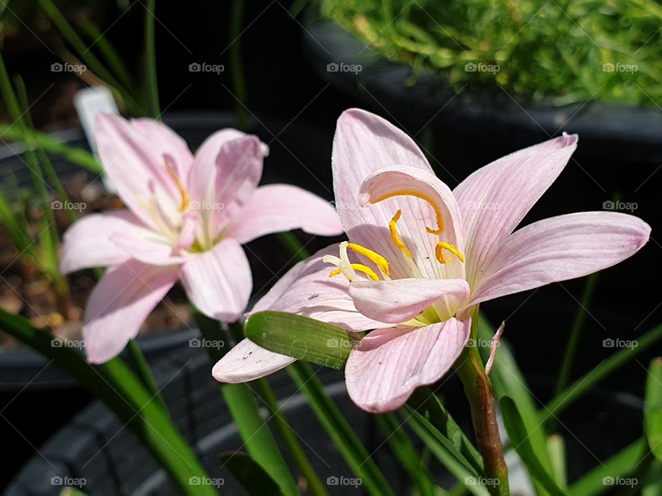 the beautiful rain lilly in Thailand