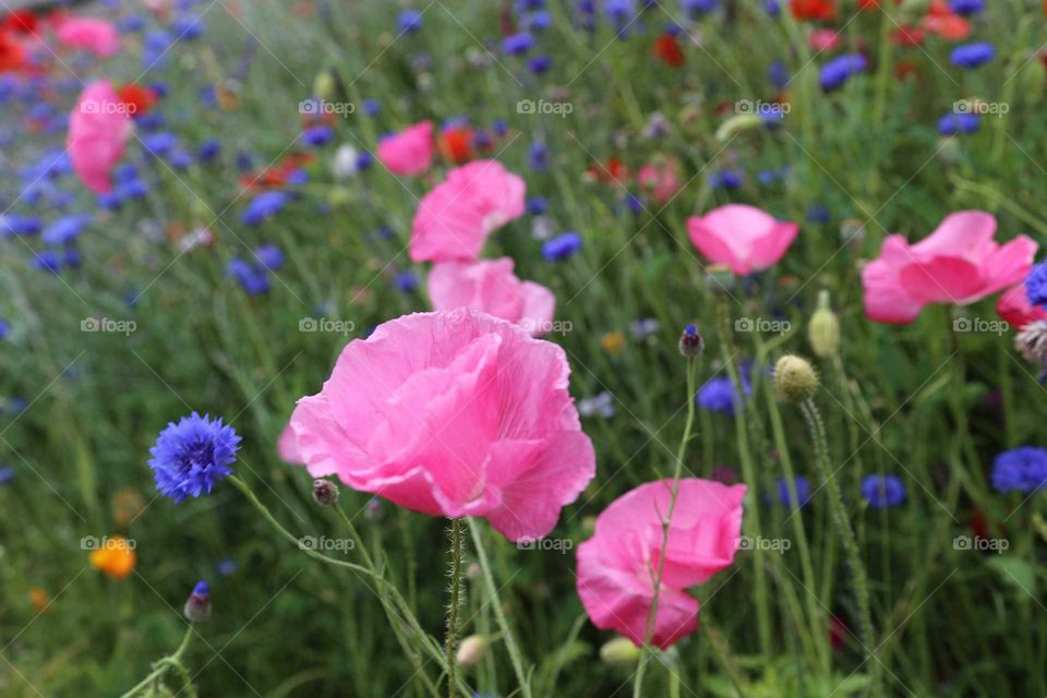 Pink Poppy Flowers