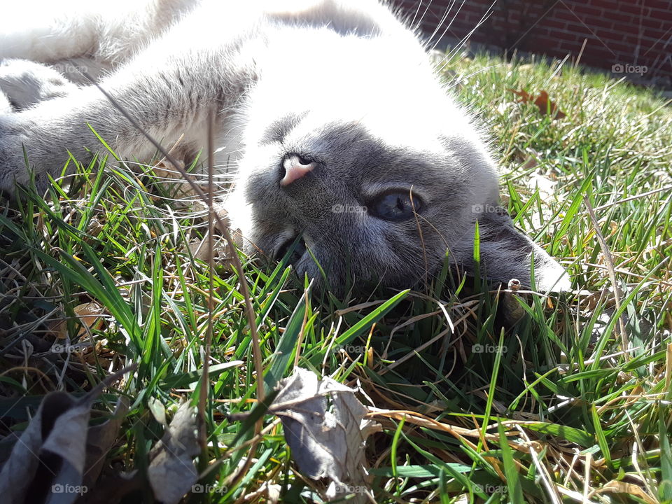 Siamese Tabby Cat Rolling in the Grass