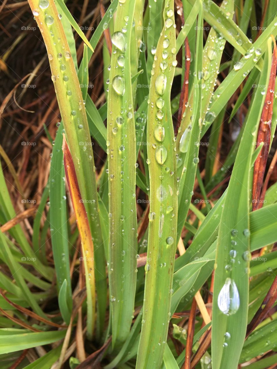 Water on blades of grass